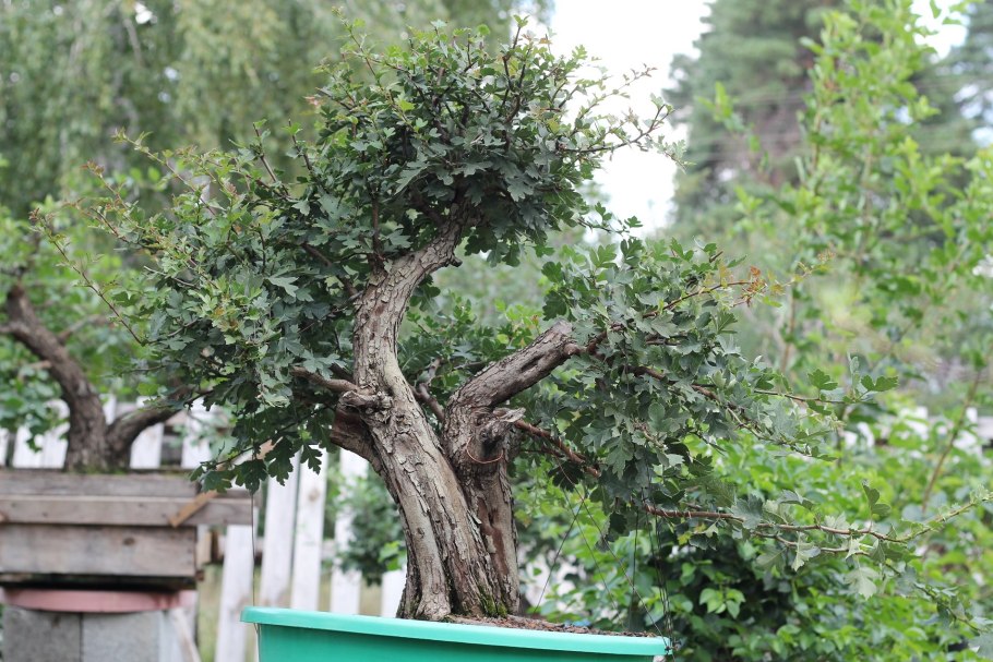 Подрезаем боярышник