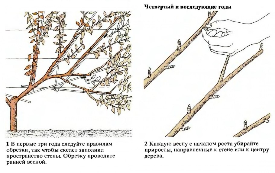 Бирючина штамбовая