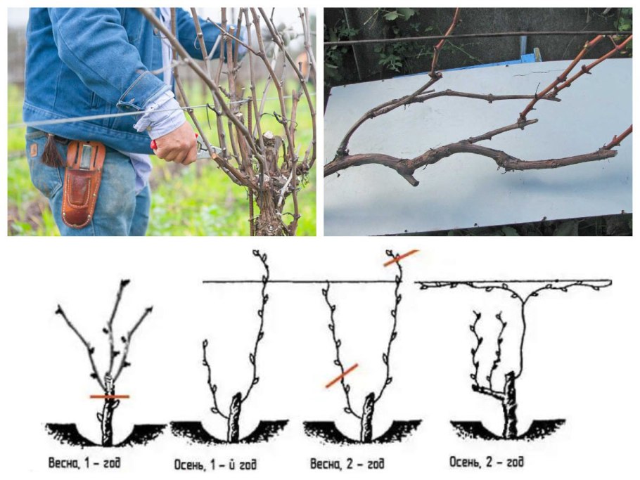 Сеянцы боярышника