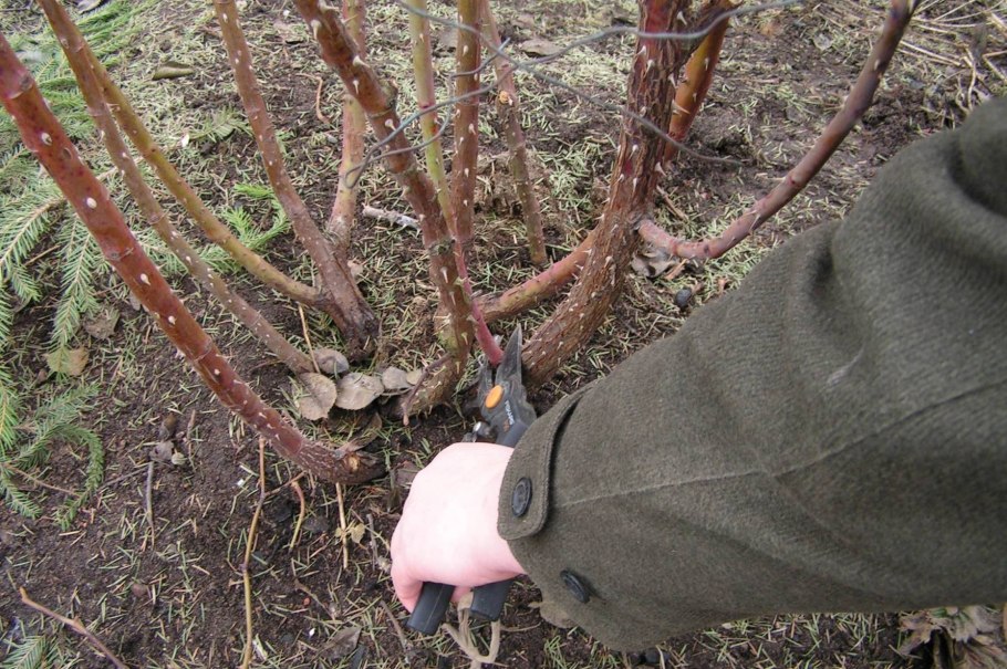 Кизил на дачном участке