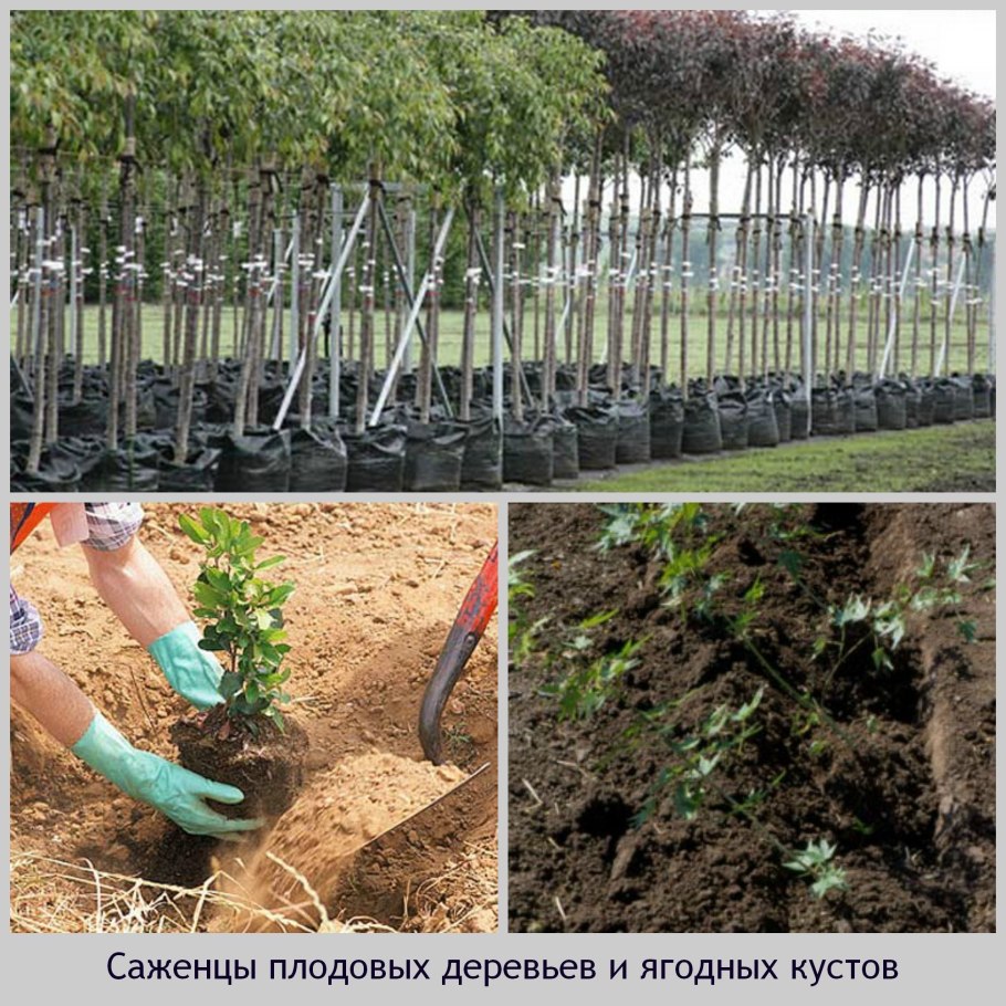 Корневая шейка саженца сливы