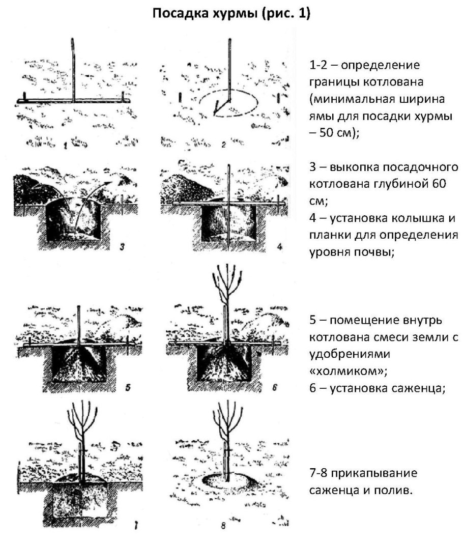 Сажаем саженцы плодовых деревьев