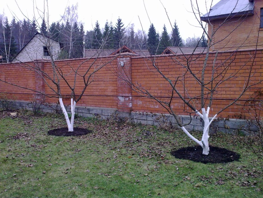 Шпалерная формировка яблонь