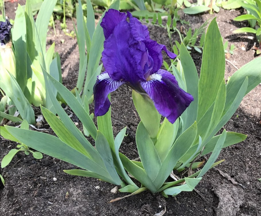 Ирис карликовый little satire