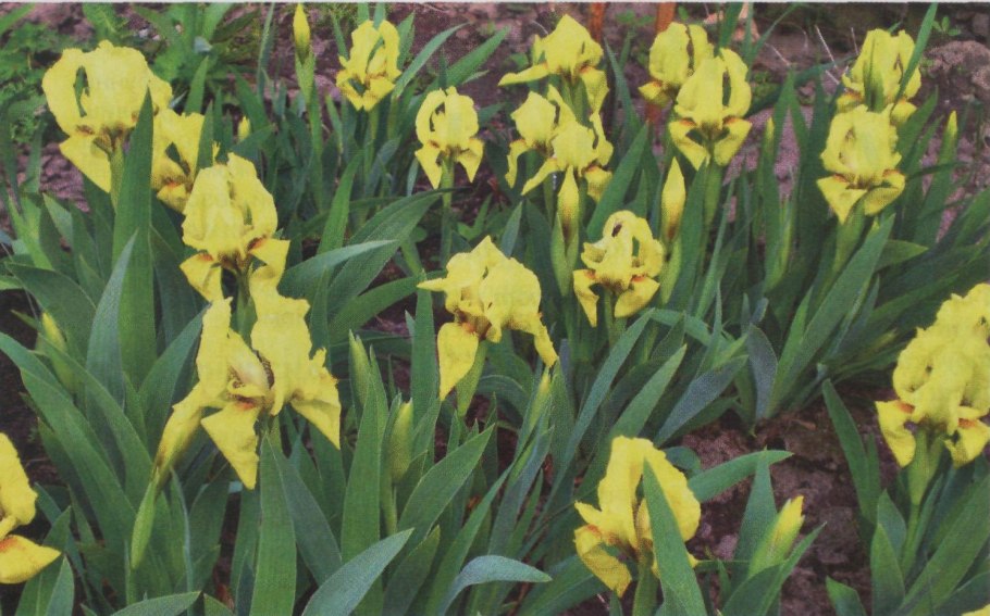 Фотографии желтых ирисов на огороде