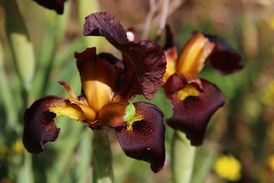 Ирис Сибирский посадка осенью