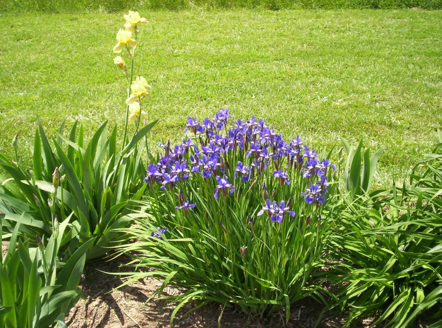 Ирис Касатик карликовый