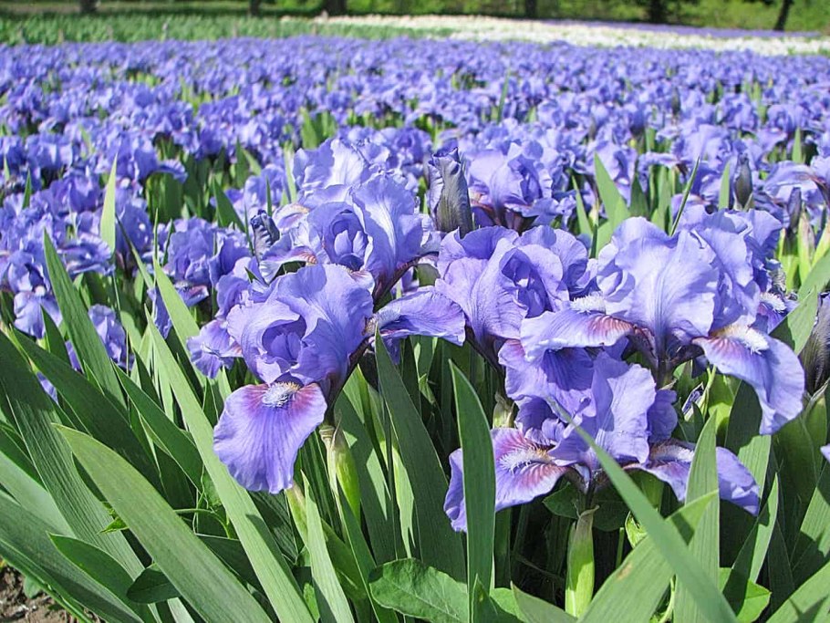 Ирисы цветы сорт Battlestar Atlantis