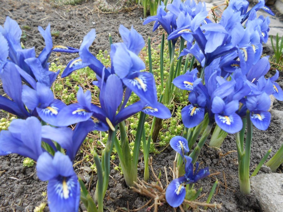 Ирисы бородатые всходы