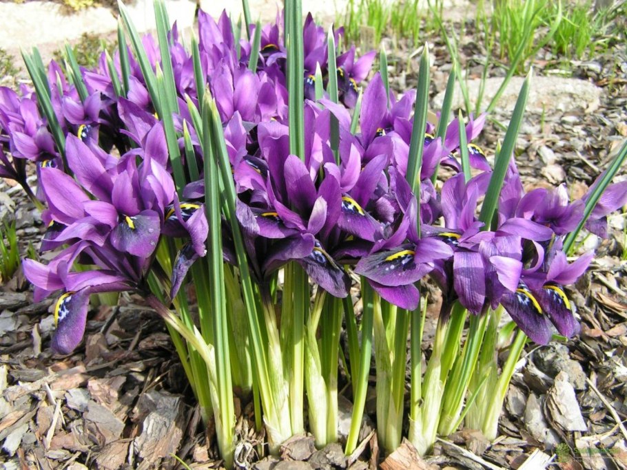 Лопатка ириса что такое