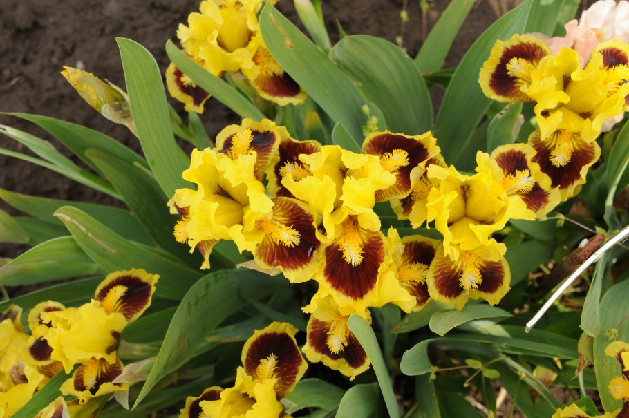 Схема посадки луковичных цветов