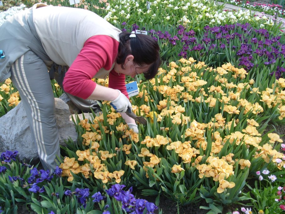 Ирис Джазаматаз