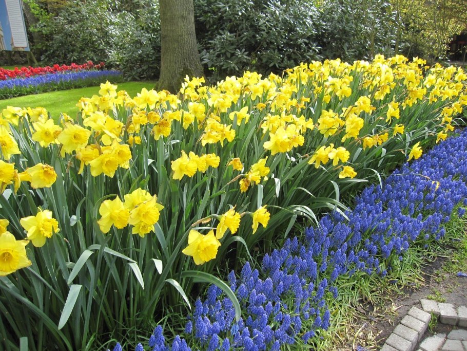 Ирис бородатый карликовый