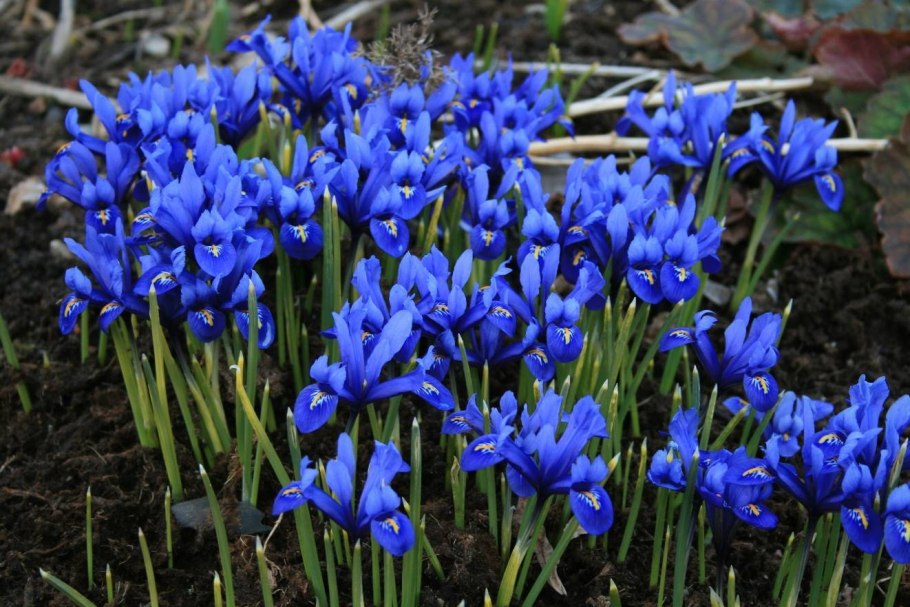 Ирис карликовый скип Стич