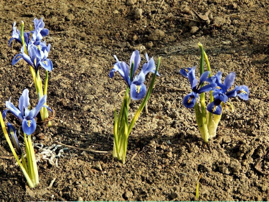 Желтый цветок распустился в феврале похож на карликовый иристся