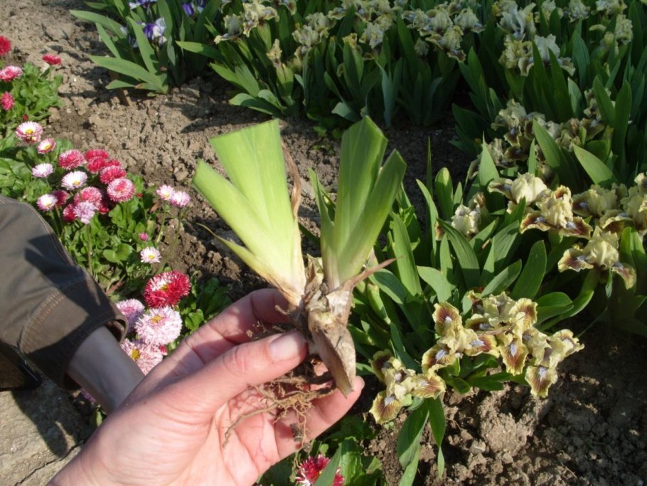 Ирис Парадиз германский