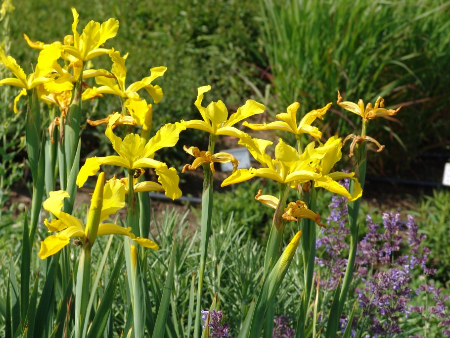 Ирисы корневищные посадка