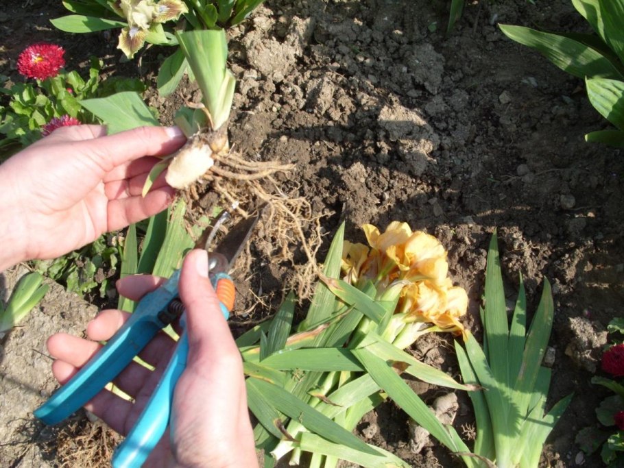 Карликовый Ирис Айрис