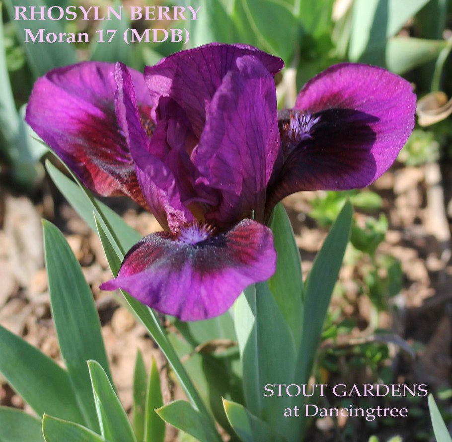 Ирис Purple Sensation