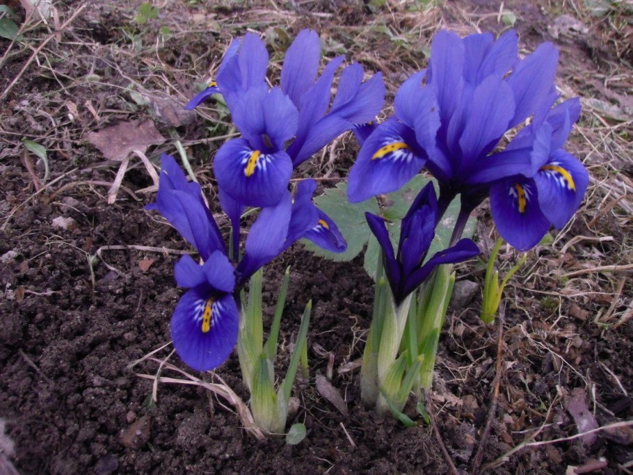 Сорт ириса Drama Queen