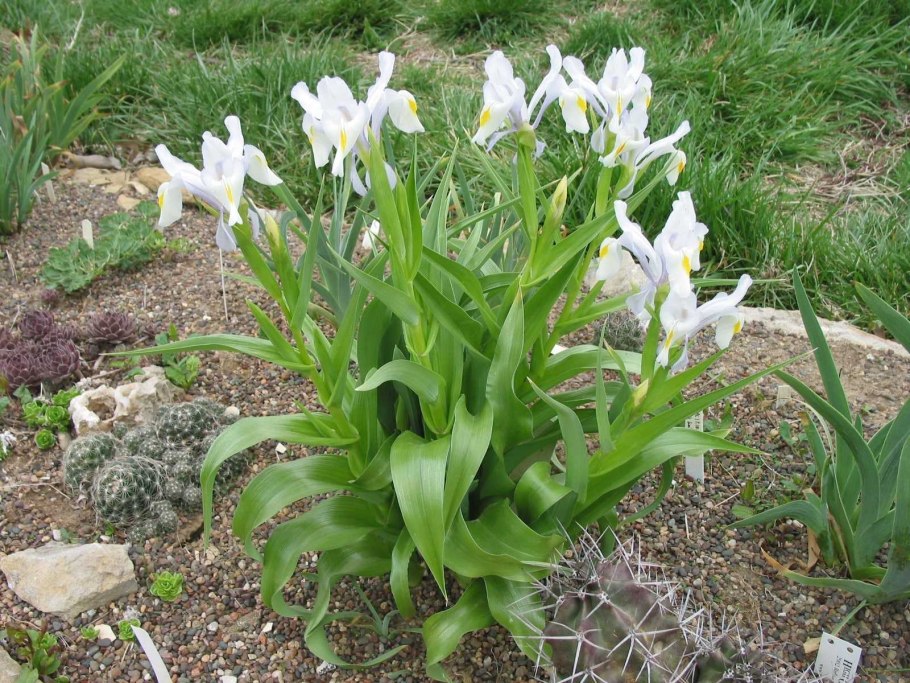 Ирис размножение корневищем