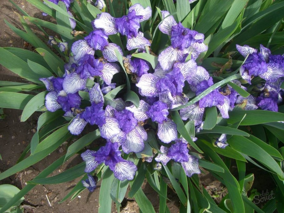 Сибирские ирисы блэкберри Джубили