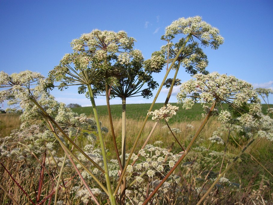 Борщевик Сосновского