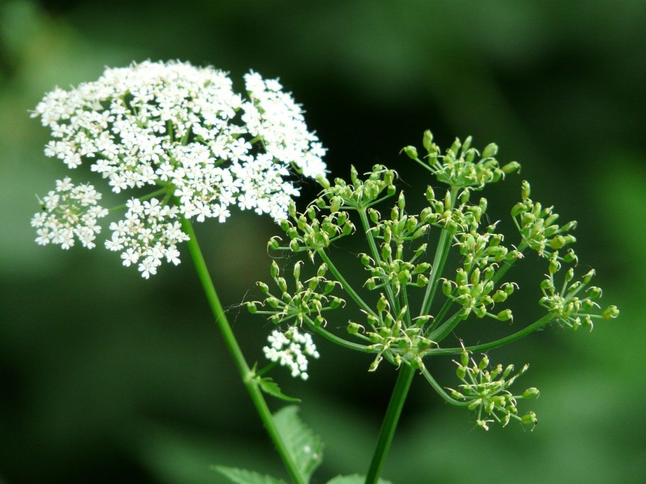 Борщевик Сибирский - (Heracleum sibiricum