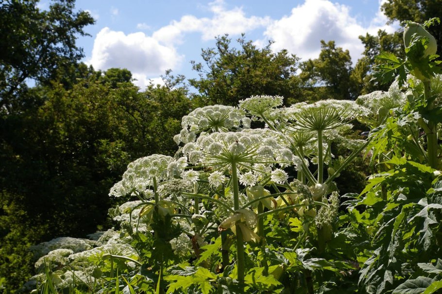 Бедренец анисовый