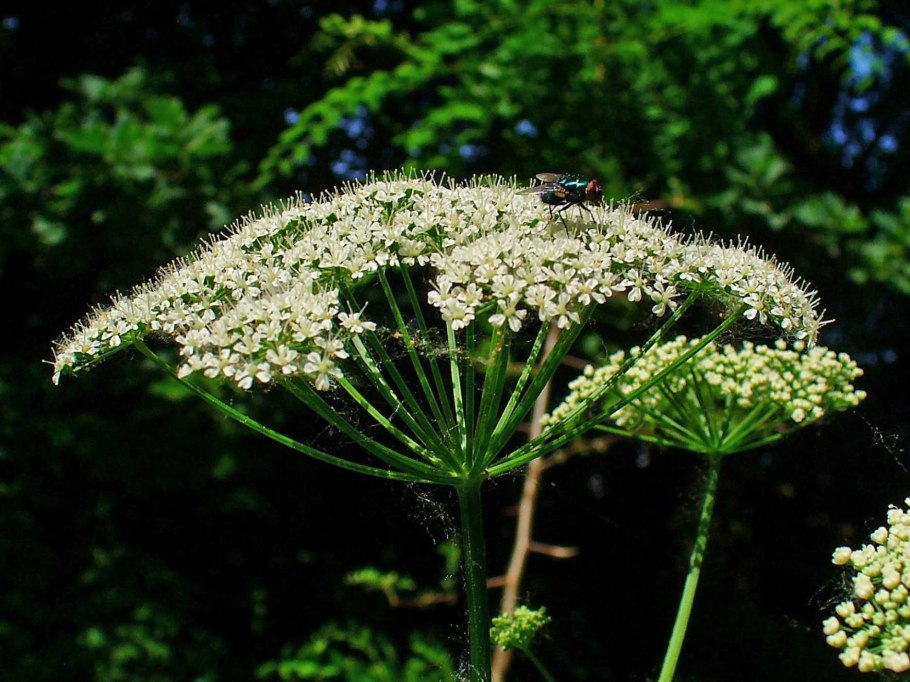 Сельдерейные зонтичные