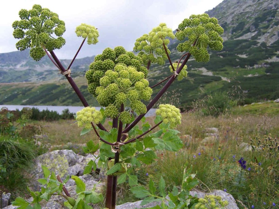 Зонтичные (Umbelliferae(Apiaceae))
