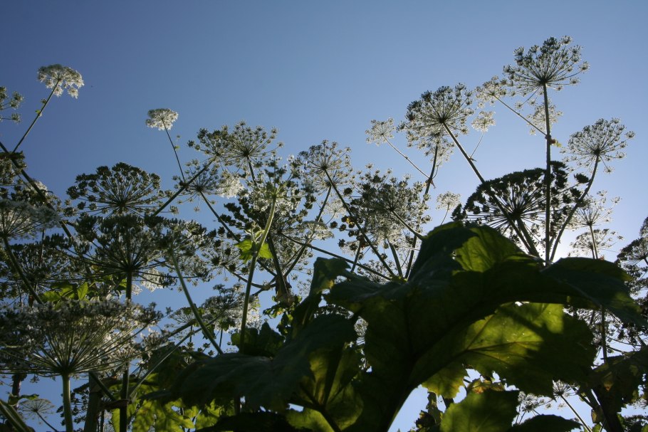 Зонтичные растения Подмосковья
