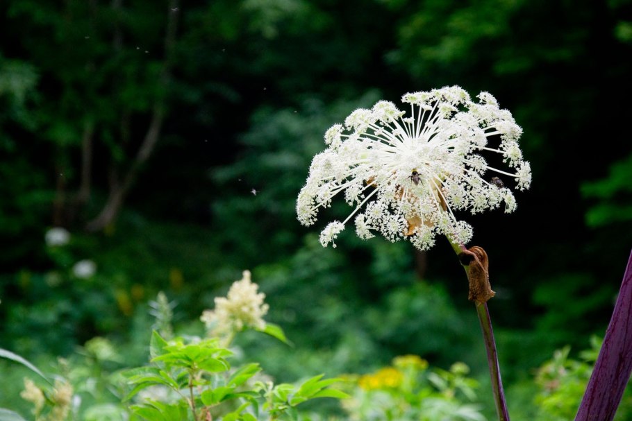 Борщевик Сосновского