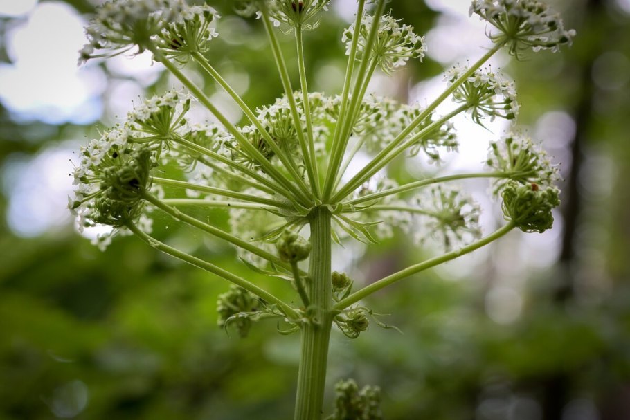 Дудник Лесной дягиль