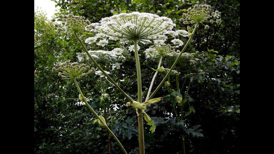 Дудник обыкновенный