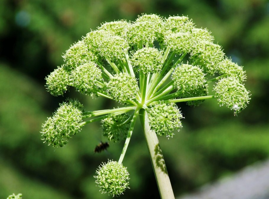 Болиголов пятнистый цикута