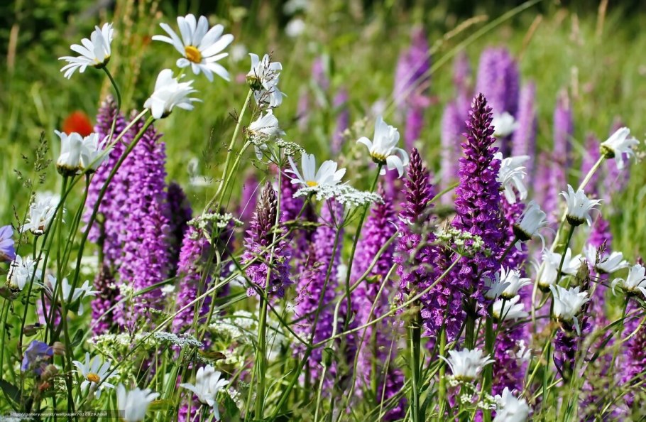 Шалфей мутовчатый Purple Rain