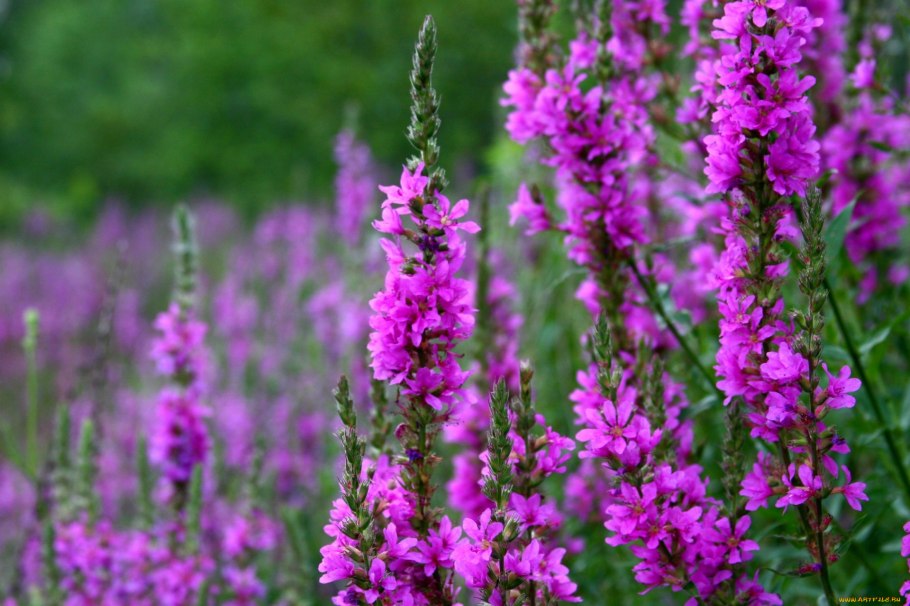 Сурепка фиолетовая