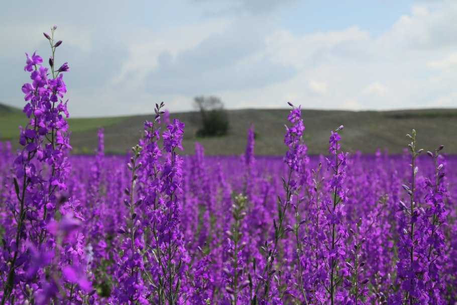 Лаванда синева Горная узколистная