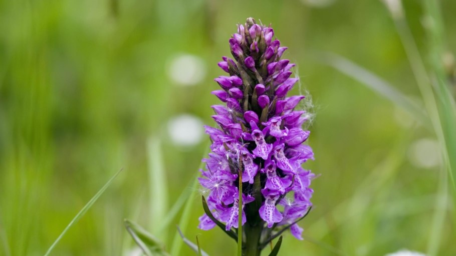 Шалфей Луговой розовая рапсодия