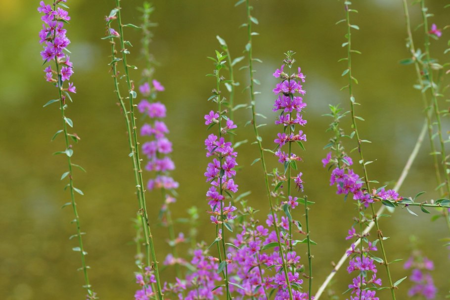 Башкирские травы. Сиреневый