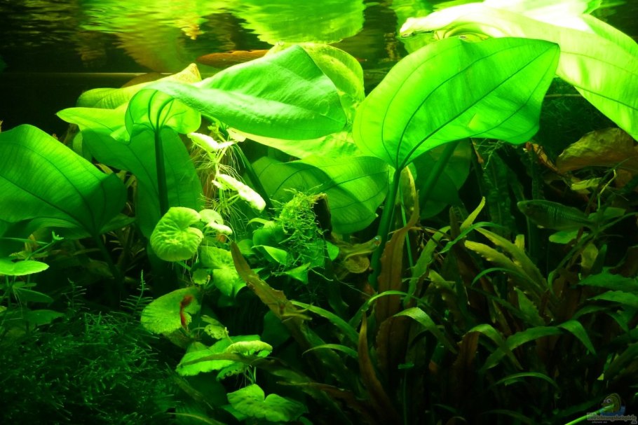 Анубиас аквариумное растение