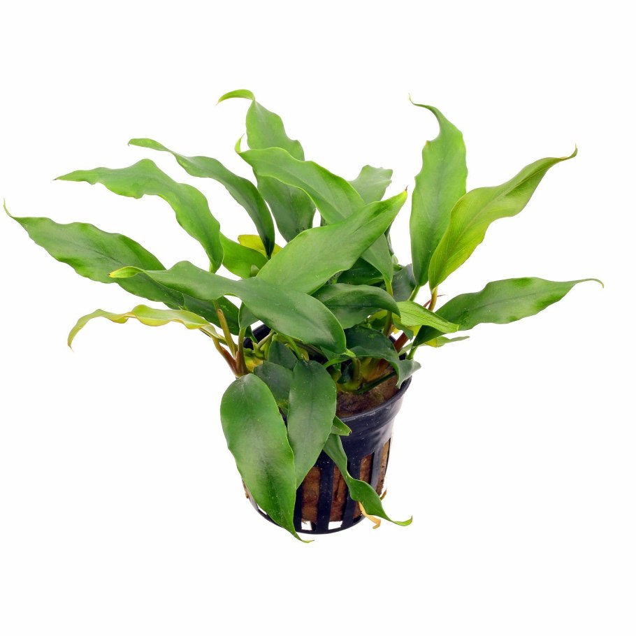 Антракноз анубиасов