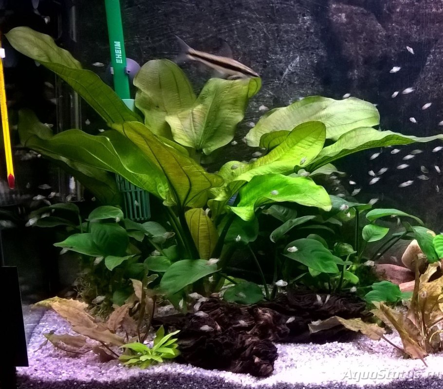 Анубиасы в природе