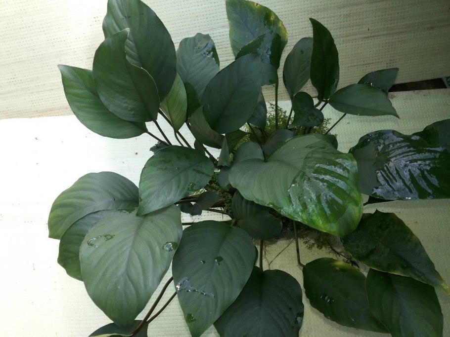 Эхинодорус уругвайский зеленый