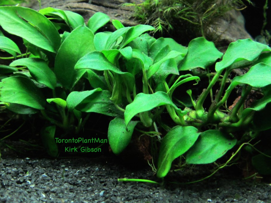 Анубиас Нана Марбл (мраморный)