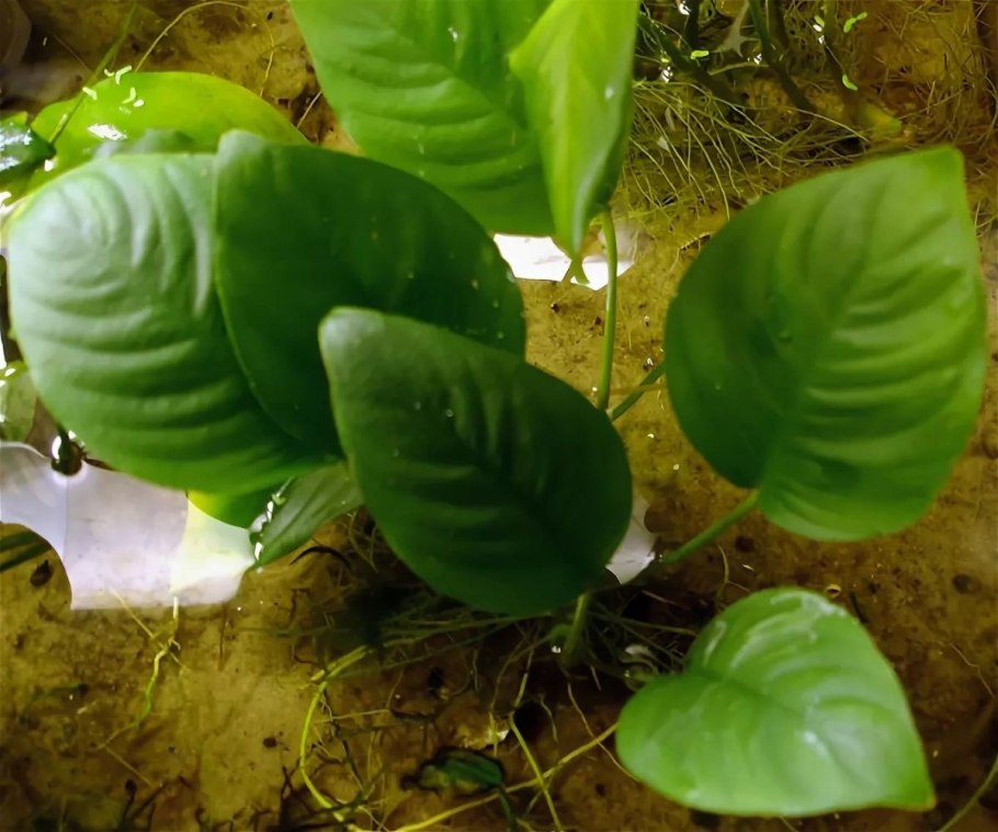 Anubias barteri Gabon