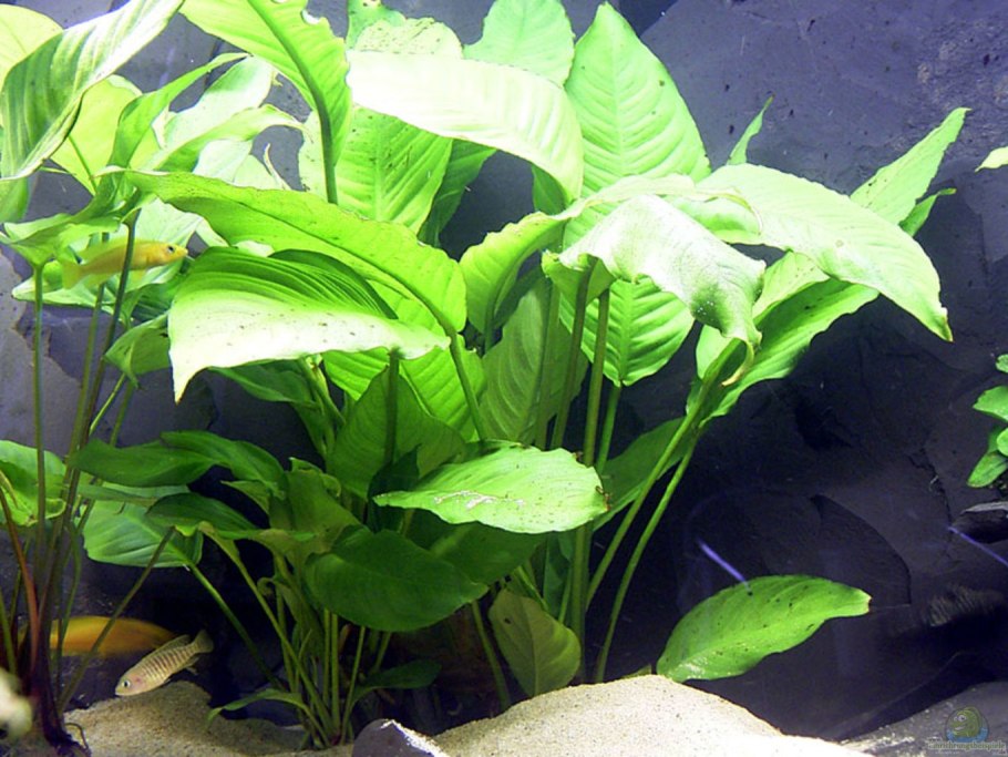 Анубиас бартера Лонг Вэви