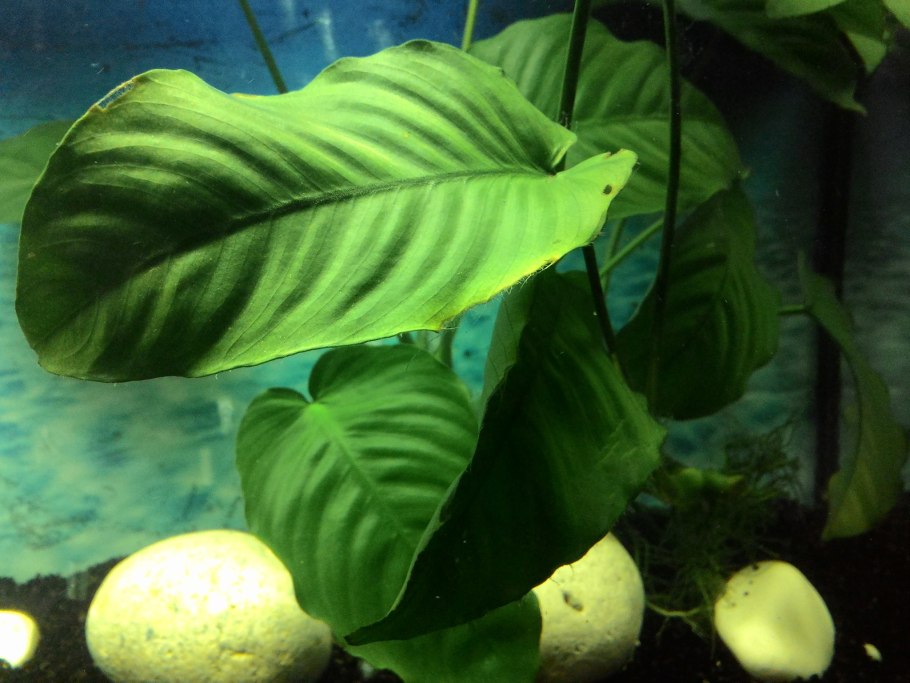 Анубиас Сильвер