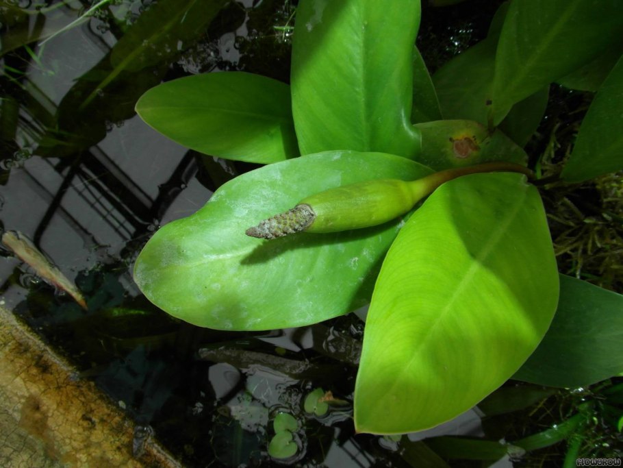 Anubias barteri Gabon